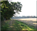 Path skirting woodland edge in Somerleyton, Ashby and Herringfleet