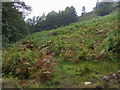 Footpath through the Bracken in CA12 4PS