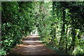 Tree lined path along the River Medway in ME14 2NH