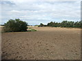 Ploughed field on the edge of Roman Bank near Newton in PE13 5EB