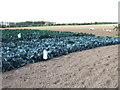 Cabbages on a Roman bank near Newton in PE13 5EB