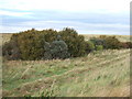 Copse near the outfall of Lutton Leam in PE12 9QL