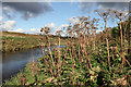 Vegetation alongside the River Almond in EH30 9TN