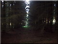 Firebreak in the forest in AB54 4RQ