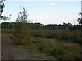 Upton Heath, heathland in BH18 9JP