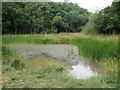 Pond in the heart of Aversley Wood in PE28 5WT