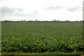Sugar beet on Harris Farm (2) in IP28 8EB