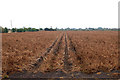 A typical fenland potato field in IP28 8EB