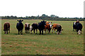 Cattle on Poplar Farm in IP28 8DA