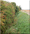 Berries beside a drainage ditch in IP28 8DA