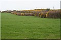 Gorse and Grass in PL30 5HT