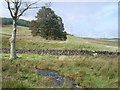 Burn south of Carneddans Woods in G62 7HN