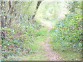 Path to Durfold Wood in RH14 0PN