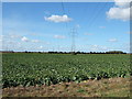 Sugar beet, North Lynn in PE30 2JQ