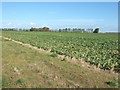 Across the sugar beet, North Lynn in PE30 2JQ
