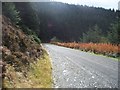 Forestry road through Myherin Forest in Pontarfynach Community