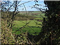 Hedge View in LS22 4BS