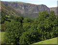 Trees in Cwm Cywarch in Mawddwy Community