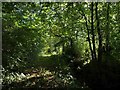 Footpath through Moor Plantation in TA4 2AG