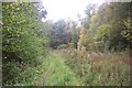 Footpath in Brickhouse Wood in CT2 9NN