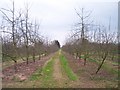 Young Orchard, Burmarsh in HR1 3BN
