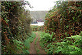 Coastpath approaching Caerfai Bay from the west in SA62 6BN