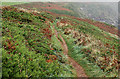 Bracken and gorse beside coastpath on a misty morning, Caerfai Bay in SA62 6BN
