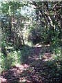 Public footpath in Trehane Wood in TR4 9BL