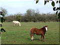 Ponies grazing in LL77 7SQ