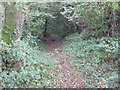 The footpath briefly goes through woodland in CF14 0SN