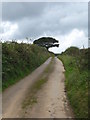 The road to Allet in TR4 9DW