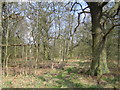 Stowe: Woodland near Charmandean School in MK18 5AL