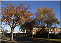 Autumn colours in Poplar Road, Ashford in TW15 1HZ