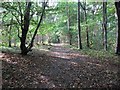 Woodland path in Nut Wood in HU16 5WG