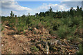 Young conifers growing in a clear felled inclosure on Hart Hill in SO43 7GF