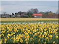 Bulb fields near Whaplode village in PE12 6TD