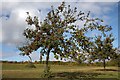 Dual species apple tree, Lyne Down in HR8 2NT