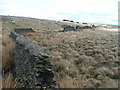 Dry Stone Walling on Skipton Moor. in BD23 6DR