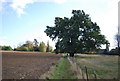 Tree by the path near Leigh in TN11 8RP