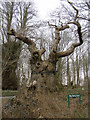 Big Belly Oak, Savernake Forest in SN8 4NE