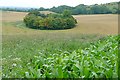 Copse south of West Woodhay in RG20 0BP