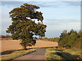 A lonely oak near the A14 in PE28 4AB