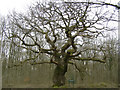 White Road Oak, Savernake Forest in SN8 3HW