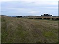Stubble field in KY8 5RT