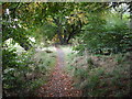 Woodland path in ML7 5QS