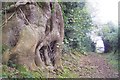 Old Tree on footpath in TN16 1PY
