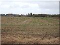 Crows on a stubble field in PE13 4TD