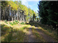 Forestry Track in PH16 5NL
