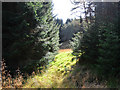 Clearing in the forest in PH16 5NL