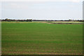 Crop Field at Walland Marsh in TN29 9TN